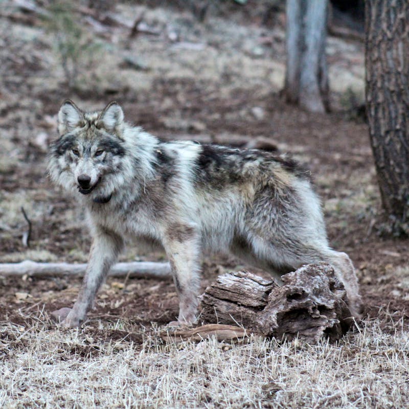 2019 - Mexican Gray Wolf - Arizona - Evelyn Lichwa - Mexican Wolf Interagency Field Team - FWS.jpeg